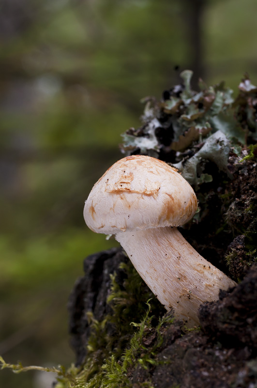 Hemipholiota heteroclita